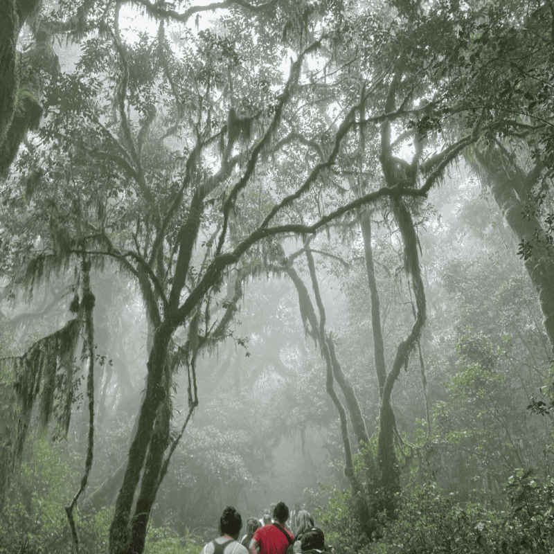 Kilimanjaro Mini Trek