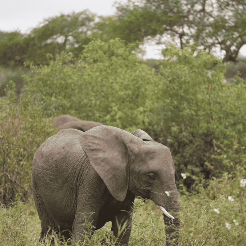 Ngorogoro Crater