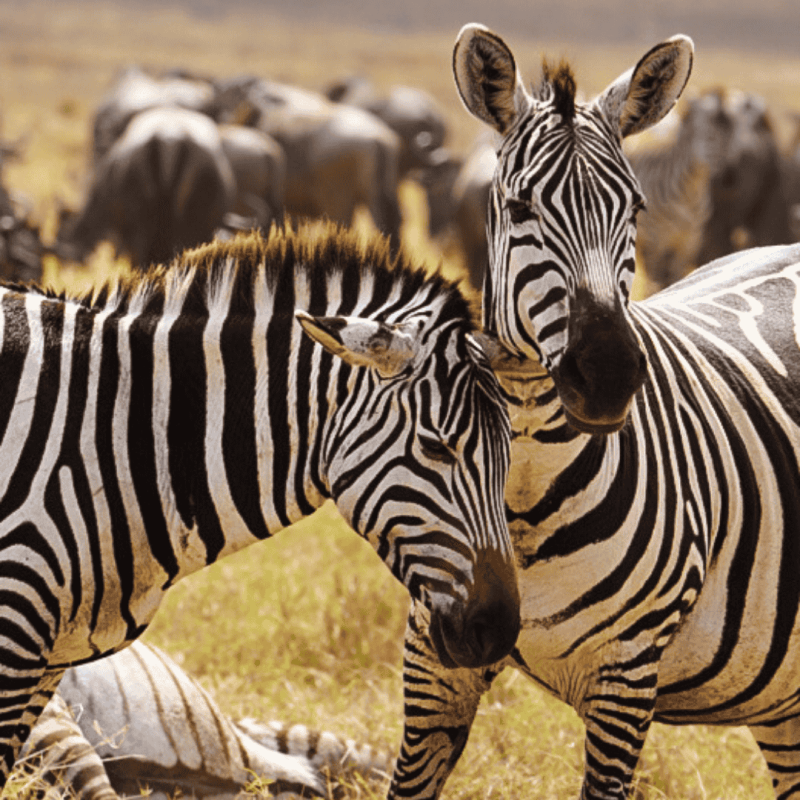 Central Serengeti