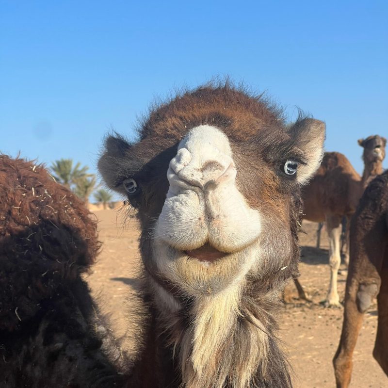 morocco
